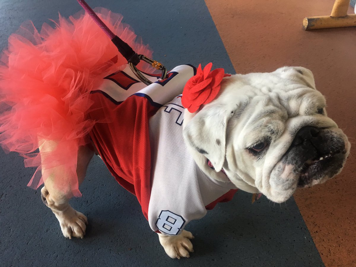 OvietheBulldog's tweet photo. Look at how cute @SaffyBean looked today as cheerleader for the #CapitalAllstars ❤❤❤ @specialhockey @IceDogsSHW @NOVACoolCats https://t.co/SstgPc1gJ3