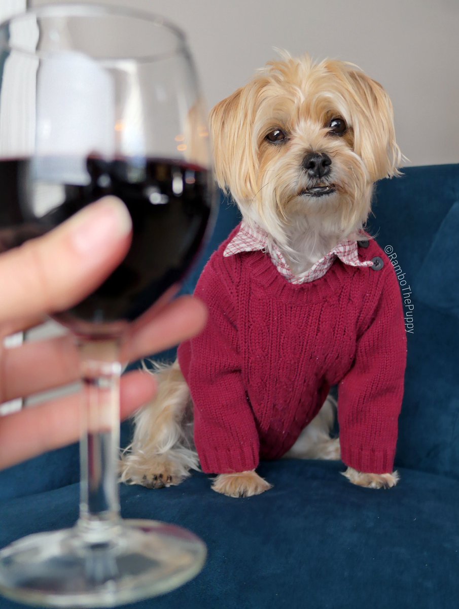 rambothepuppy's tweet photo. i got all dressed up to go out, but now you want to stay in? 😣🍷
#Sigh 😞 #WellFine #AtLeastIDidntGoThroughTheTrouble #OfPuttingOnPants 😂 https://t.co/bJuZiFx41N