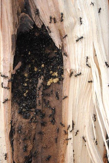 TargetSpecProd's tweet image. Reflections in Nature: Carpenter ants hibernate too | News, Sports, Jobs - Williamspor bit.ly/2hzs0rU...