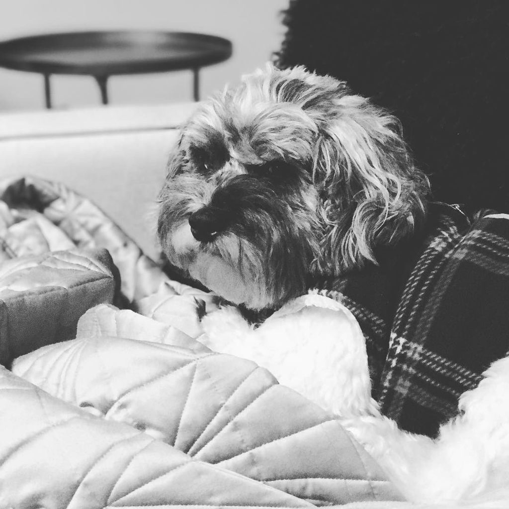 JHananDesign's tweet photo. I think Monty is pooped for the week!
.
. 
#lazydog #schnoodle #schnoodlesofinstagram #poo… https://t.co/4F9uyIIaOu https://t.co/LTPZoIK2sB