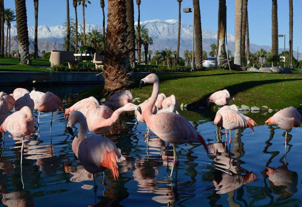 PBI World Tennis Camp in Palm Desert, California (Jan. 19 - 22). Sign up here: ow.ly/fSt7307ZDDx #pbitennis #desertsprings #tenniscamp