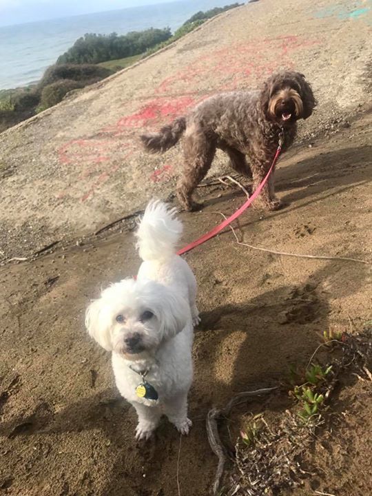 TopDogSF tweet picture