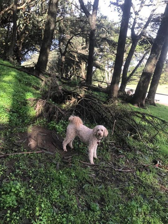 TopDogSF tweet picture