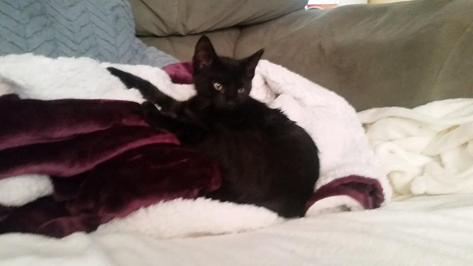 CastielTheKitty's tweet photo. YAY!. Today is my official #GotchaDay. I'm officially #adopted and I love it.. 
#AdoptedKitten #Kitten #CatsOfTwitter https://t.co/FdqBzxjjWk