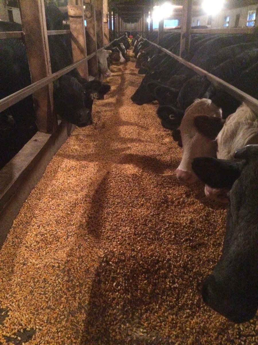LMcLachlan60's tweet photo. Nominated by @BirnamPork #beforetheplatechallenge  tag in @farmboy8400 @KevinNixon_ @wakennes https://t.co/G39kg4pden