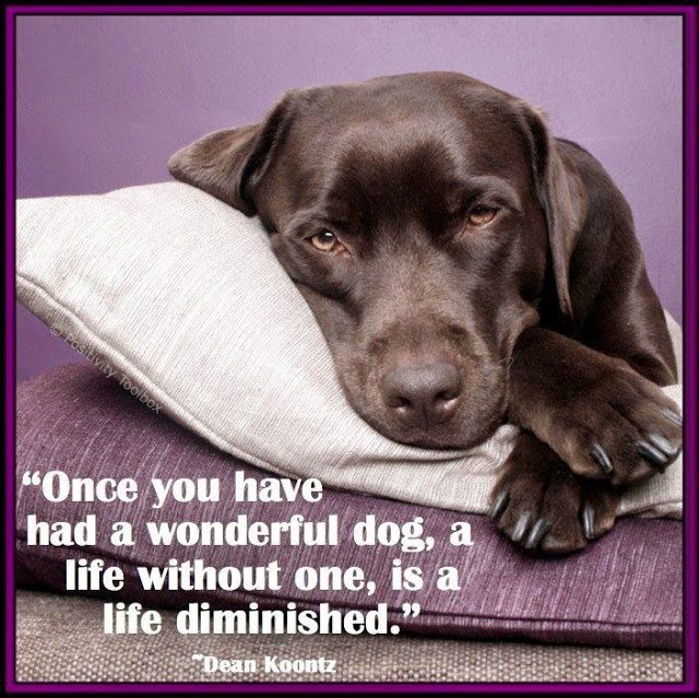 myfriend_bella's tweet photo. Retweet if you agree!

https://t.co/KWIH0ZScod
#dogs #animals #puppies #puppy #Bellas_Big_Adventure #Bella #travel #adventure #America #pets https://t.co/cwbK6rlHsi