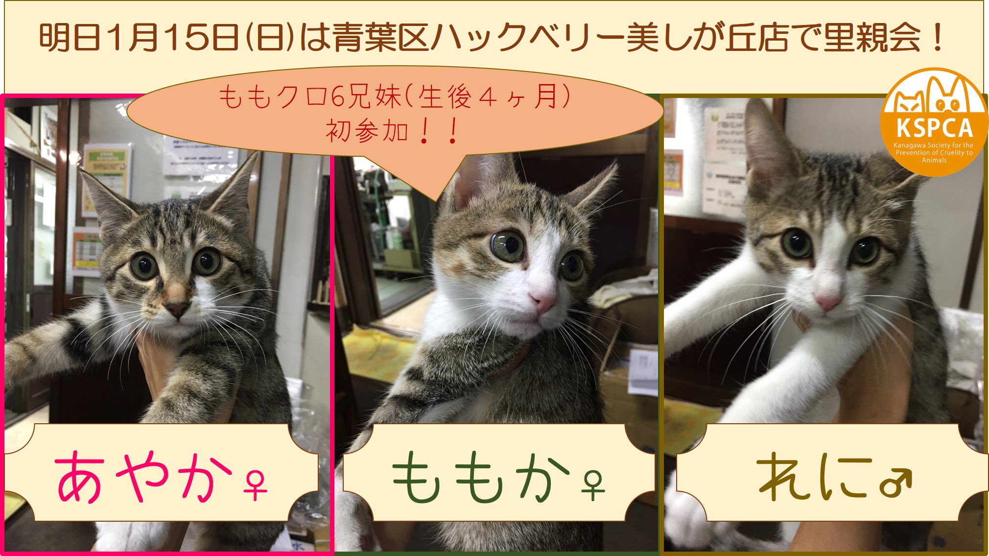 公益財団法人 神奈川県動物愛護協会 On Twitter みなさまこんばんわ さて 2017年初となる里親会が開催されます 日時 1月15日 日 10 00 15 00 場所 青葉区 ハックベリー美しが丘店ルッカ館 参加する動物の詳細等は ブログにてご確認くださいm M Https T