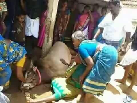 SevanthiClub's tweet photo. #WeNeedJallikattu #ISupportJallikattu தன் வீட்டில் வளர்க்கும் மாட்டின் இறப்புக்காக கண்ணீர் விடும் ஒரே இனம் தமிழினம் மட்டும்தான். https://t.co/C31qDkUqJf