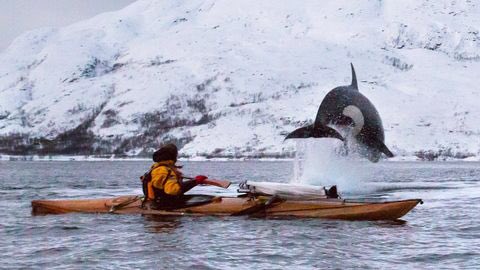 arcticfrontiers's tweet photo. Amazing photo of 'flying' #orca  by Bjørn Tore Sørensen #Tromsø #Norwegian #Arctic https://t.co/hSnsQDNDVA https://t.co/71d5q7fUZA