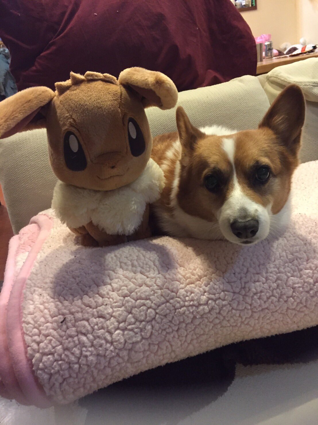 リリーとゆず なんか似てる 犬好きさんと繋がりたい 犬 可愛いと思ったらrt 面白いと思った人rt 犬 コーギー ポケモン イーブイ 似てると思ったらrt T Co Cevp5sfc9m Twitter リリーとゆず なんか似てる 犬好きさんと繋がりたい 犬 可愛いと思ったらrt 面白いと思った人rt 犬 コーギー ポケモン イーブイ 似てると思ったらrt T Co Cevp5sfc9m Twitter