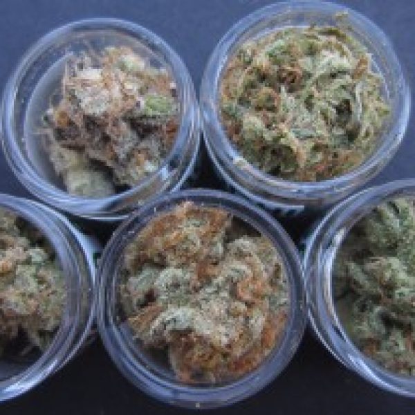 budsonwheelsoc's tweet photo. #Indica, #hybrid, #medicalMarijuana, #cannabis, #medicalcannabis, 

#marijuana, #buds, #khus visit the website https://t.co/deHZbbTSNB . https://t.co/IcXpaXwssK