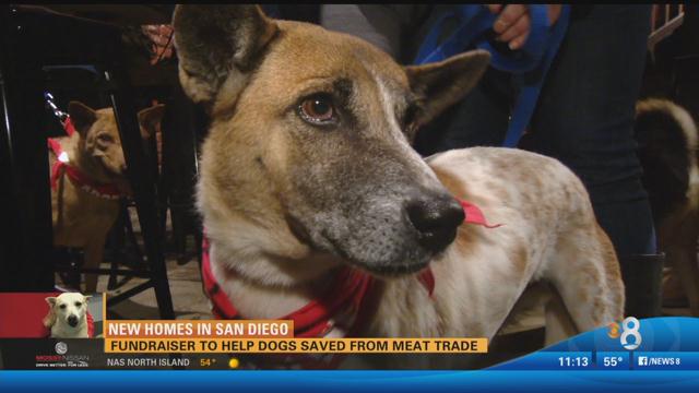 News8's tweet image. Fundraiser to help dogs saved from meat trade cbs8.com/story/34259811…