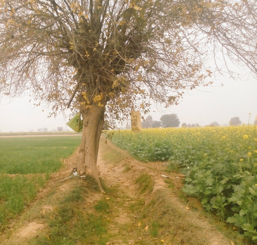 khariyan_glan's tweet photo. ਤੇਰੇ_ਮੇਰੇ #_pYaR ਨੂੰ ਨੀ ਬੱਲੀਏ
#_ਖੇਤੀਬਾੜੀ ਕਰਦੂਗੀ ਦੂਰ ਨੀ https://t.co/fNW5KUDCIO