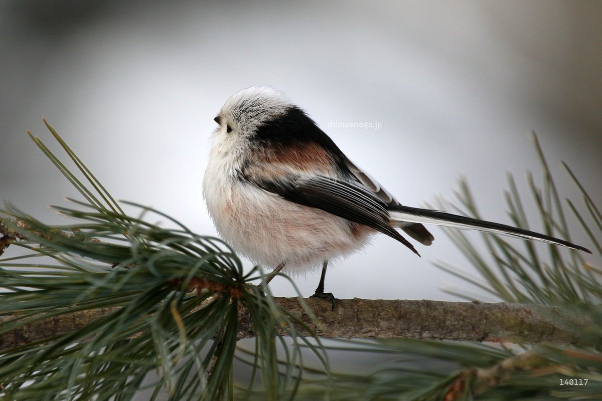 Uzivatel ぼく シマエナガ Na Twitteru T Co 4lih5jdxyp Twitter Uzivatel ぼく シマエナガ Na Twitteru T Co 4lih5jdxyp Twitter