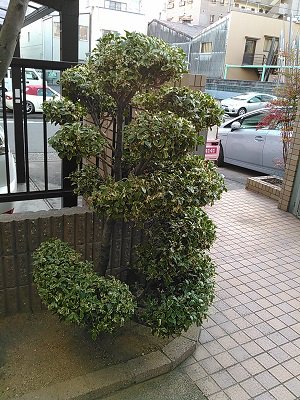 Oh 庭ya おにわや Di Twitter ヒイラギ 大きくなってくると枝がどんどん色んな方向に生えていって 樹形を乱していきがちな ヒイラギ 不恰好だなあと感じた時には 成長が穏やかになる 6月 7月 か 花が咲き終わった 10月 12月 に剪定を行うと良い Oh 庭ya おにわや Di Twitter ヒイラギ 大きくなってくると枝がどんどん色んな方向に生えていって 樹形を乱していきがちな ヒイラギ 不恰好だなあと感じた時には 成長が穏やかになる 6月 7月 か 花が咲き終わった 10月 12月 に剪定を行うと良い