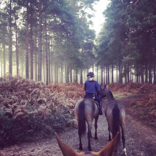 cowdraypolo's tweet photo. Frosty winter days in the woods for the #polo ponies. Image via Louise Thomas https://t.co/0unQab2sdX