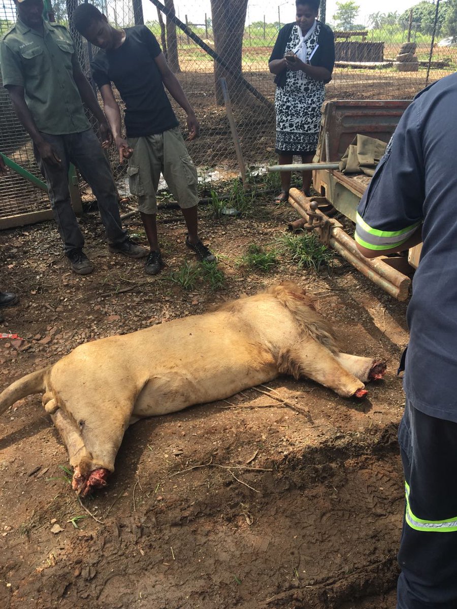ewnreporter's tweet photo. #Crime Limpopo Police say they’ve made no arrests yet after an unknown suspects killed three lions, cut their heads and other body parts.KHM https://t.co/c1sEIUByoW