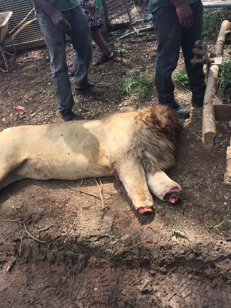 ewnreporter's tweet photo. #Crime Limpopo Police say they’ve made no arrests yet after an unknown suspects killed three lions, cut their heads and other body parts.KHM https://t.co/c1sEIUByoW