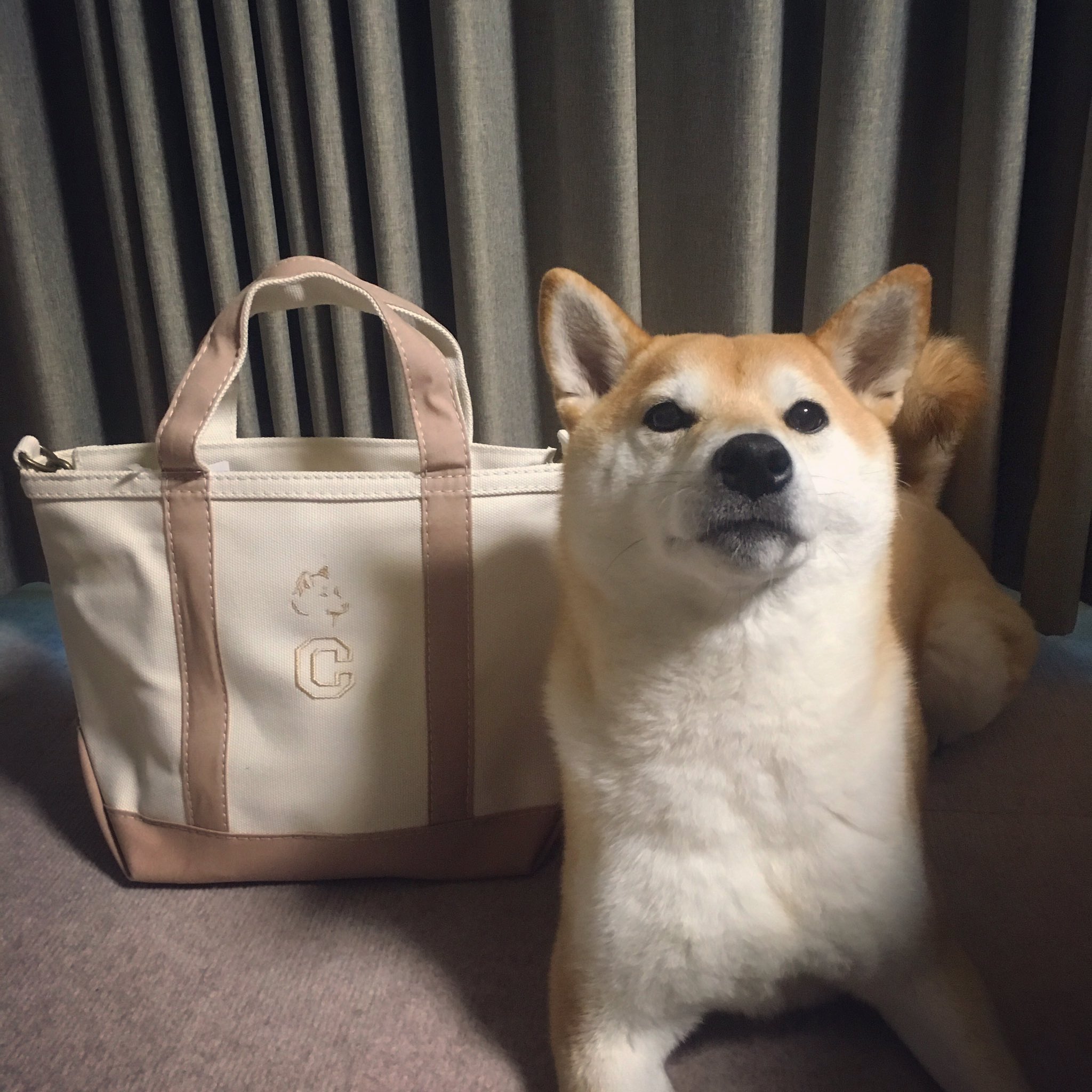 柴犬ちろ 新しいかばんをゲットォォ 柴犬の刺繍入り 柴犬 Shiba Shibainu 柴犬ちろ エルエルビーン Llbean T Co Et2wh026t6 Twitter