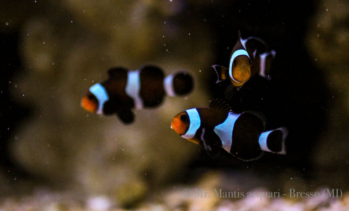 MantisAcquari's tweet photo. Anche oggi vi aspettiamo a #branchie aperte! 
10:30 - 19:30 (orario continuato)
#acquariofilia #acquario #pesci https://t.co/FjSvIKKzlf