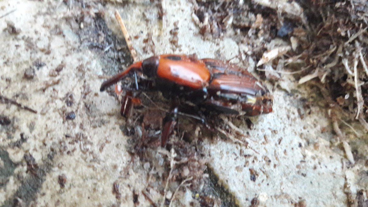 KostasMisialis's tweet photo. this is the Red Beetle
https://t.co/OwHDwXWyNg
#misialis #gardener #red_beetle https://t.co/WWUlngdS7C https://t.co/sFUidnBS33