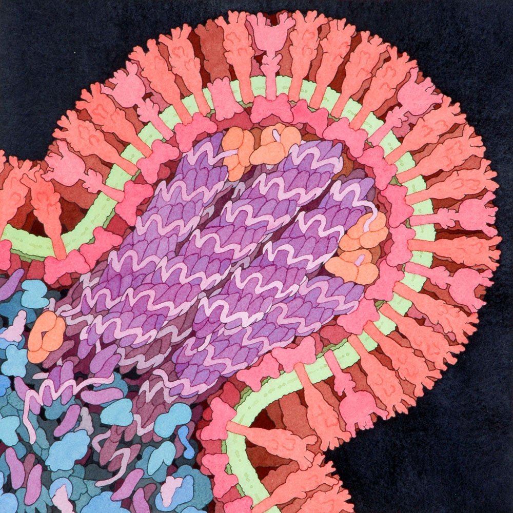 Prathyush on X: "Amazing molecular biology art by David S. Goodsell:  https://t.co/FLwON6XBcE https://t.co/UIC32kPb0u" / X