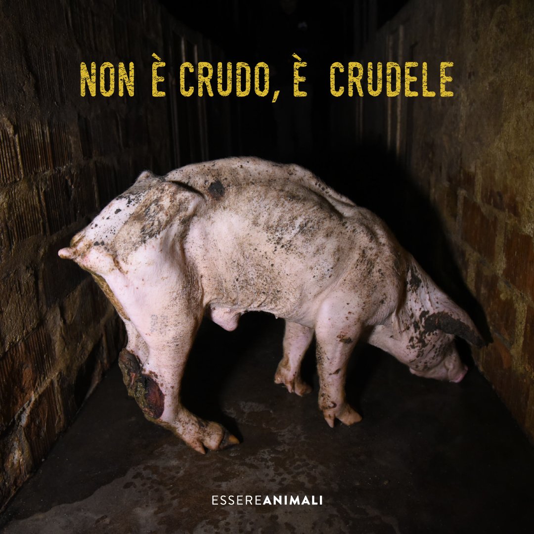 EssereAnimali's tweet image. Se ci fosse questa immagine sulle confezioni di prosciutto lo mangeresti lo stesso?
➡️ prosciuttocrudele.it