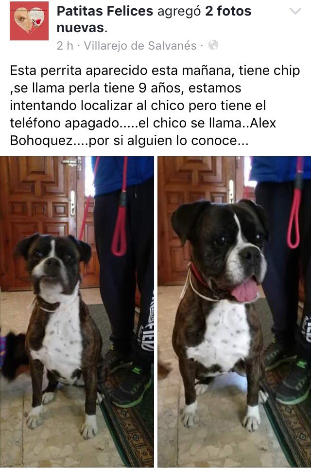 Ha aparecido esta perrita en Madrid protectora Isabel 607 308 629 podeis compartir por favor? <a href="/perezreverte/">Arturo Pérez-Reverte</a> <a href="/EmmaOzores/">Emma Ozores</a> <a href="/el_refugio/">El Refugio</a>