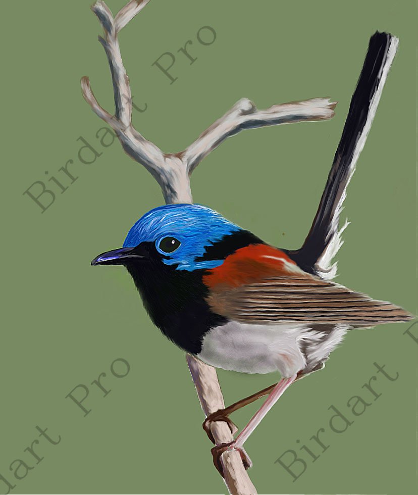 Muzza9958's tweet photo. Just taken up painting Birds on Photoshop.
Lots of fun.
Variegated Fairy-wren
#Birds #Art #Fairywrens #Painting
https://t.co/HoRp94JTxO … … https://t.co/2dKPBlk3b2
