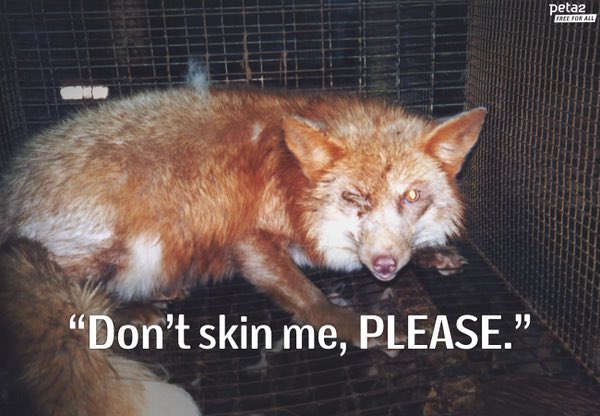 rickygervais's tweet photo. The animals die in agony in traps or are kept in cages where they can't even move. Some are skinned alive. Who the fuck still wears fur? https://t.co/q9MeTygj5T