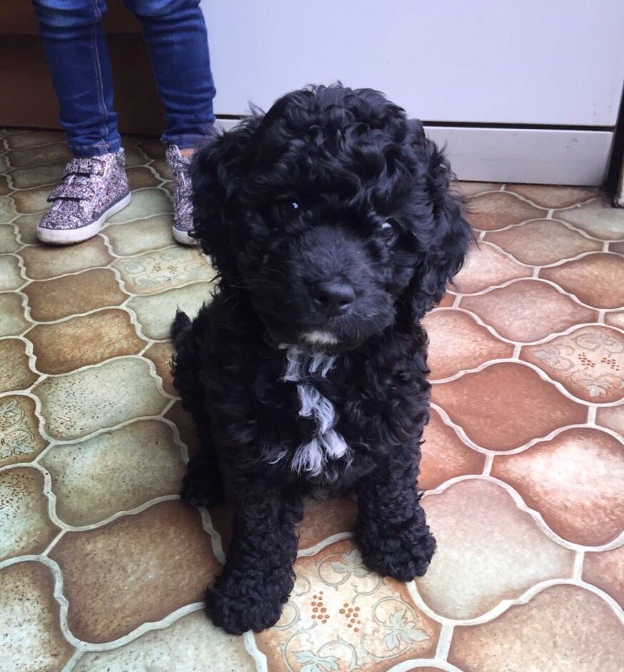 Stolen&Missing Pets tweet media