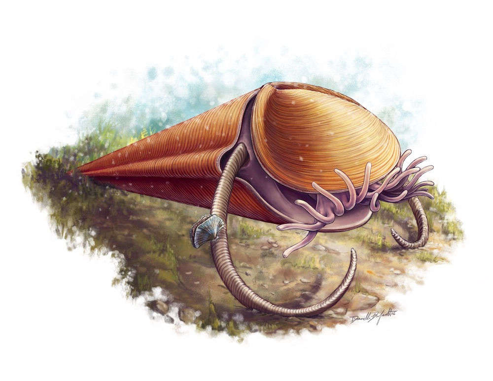 触手冠動物