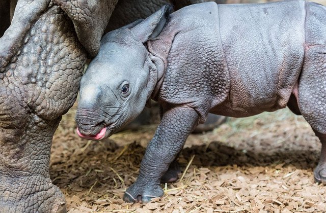 AI_Zurich's tweet photo. ICYMI: #Basel #zoo welcomes new baby #rhino via @TheLocalSwitzer https://t.co/glhL5SsVFs #babyanimals #cute https://t.co/nlq3UwJWhy