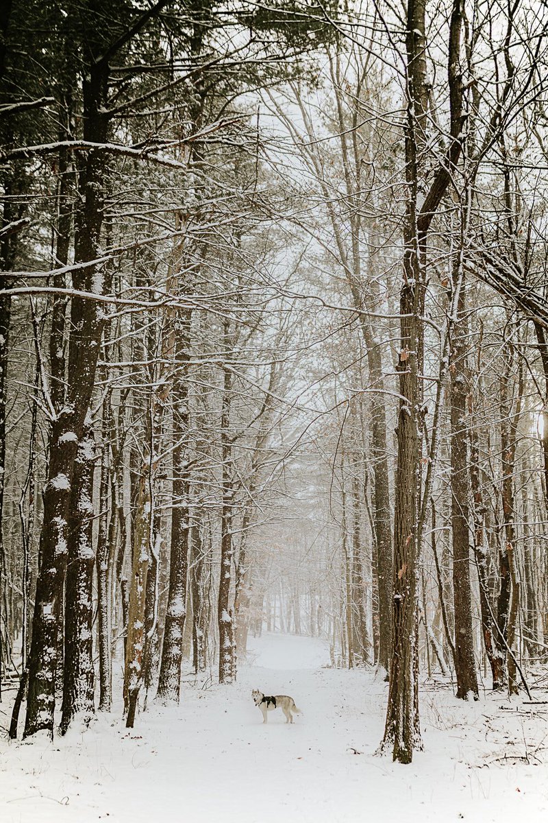 Winter wonderland. ❄️
