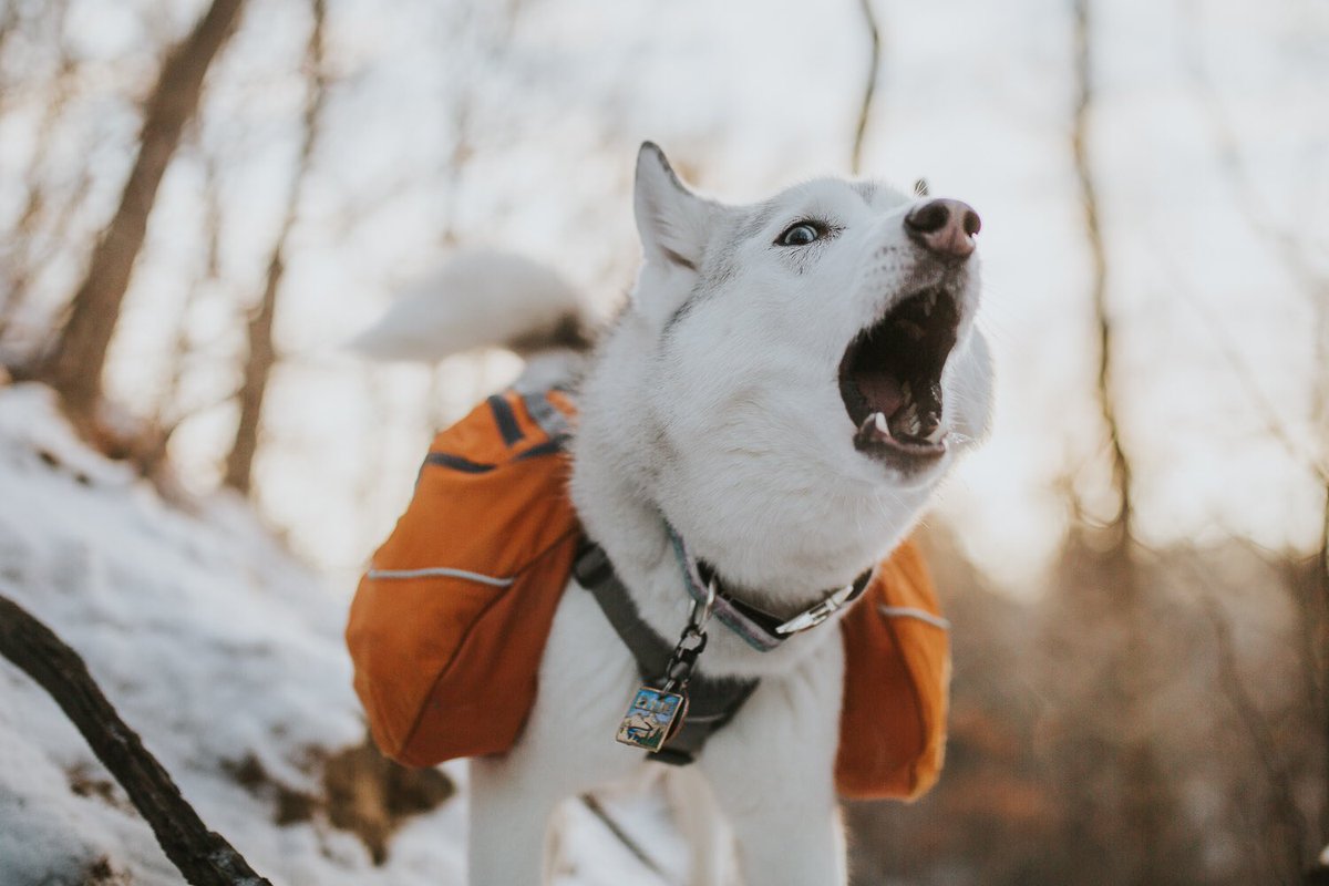 Sassafrass. 💁🏼