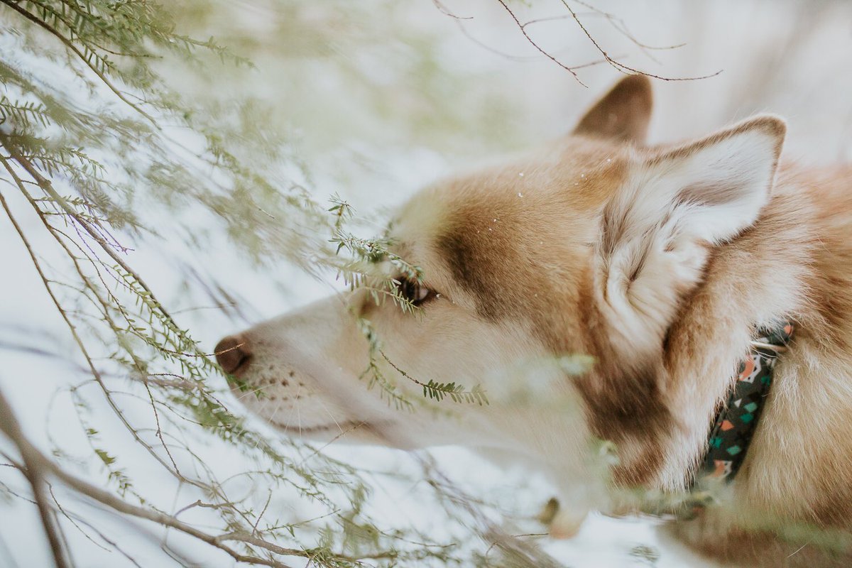 This @bandedpines collar couldn't be more perfect for Atlas. His goofy "childish", but adventurous, personality match it so well! 😍❤