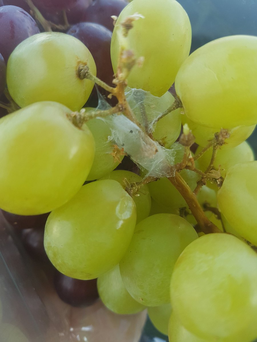 samhenry1990's tweet photo. @AsdaServiceTeam found a Web with a spider in it! Really not happy, shouldn't they be checked?? https://t.co/F6pYEakM6l