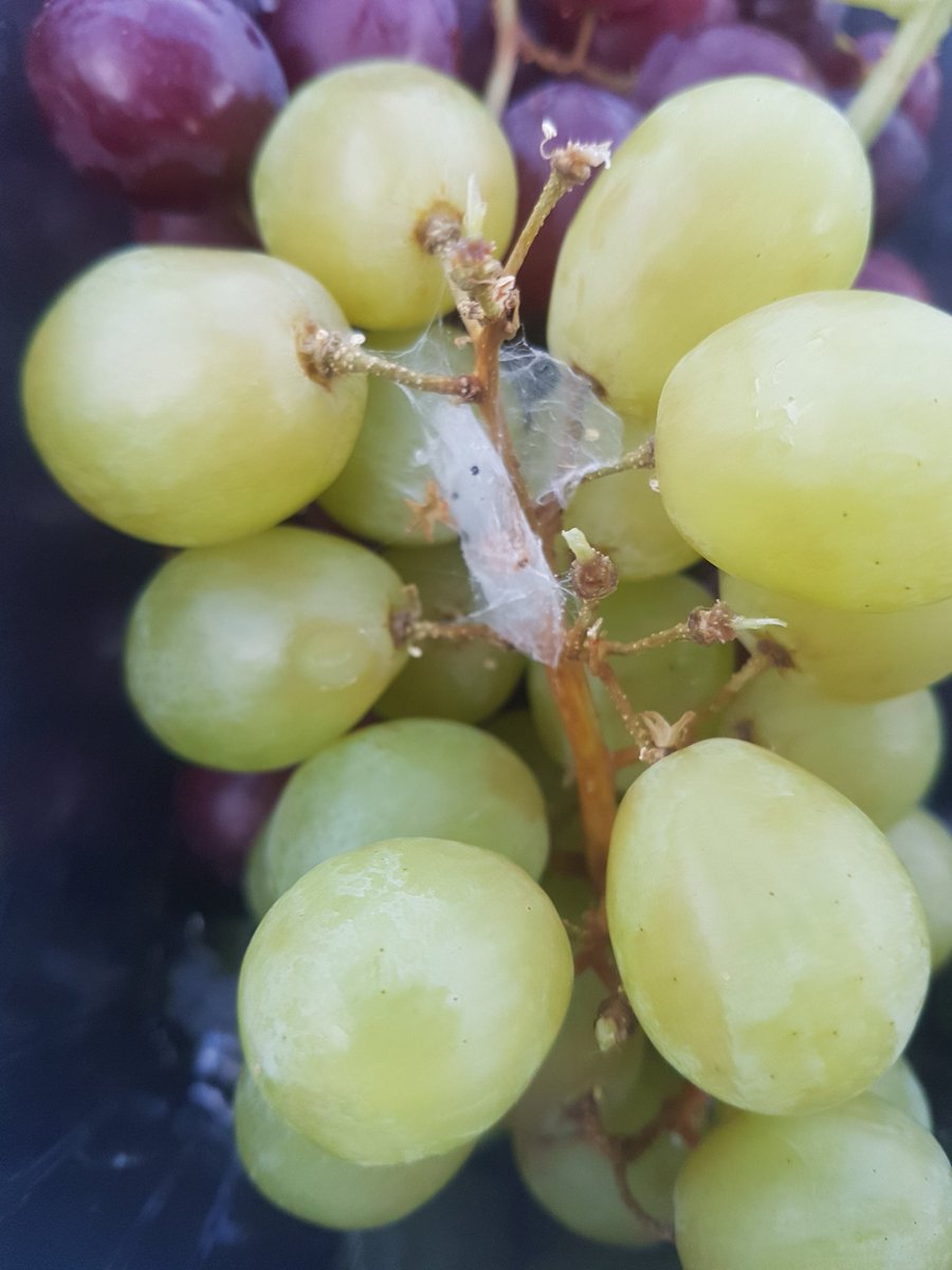 samhenry1990's tweet photo. @AsdaServiceTeam found a Web with a spider in it! Really not happy, shouldn't they be checked?? https://t.co/F6pYEakM6l