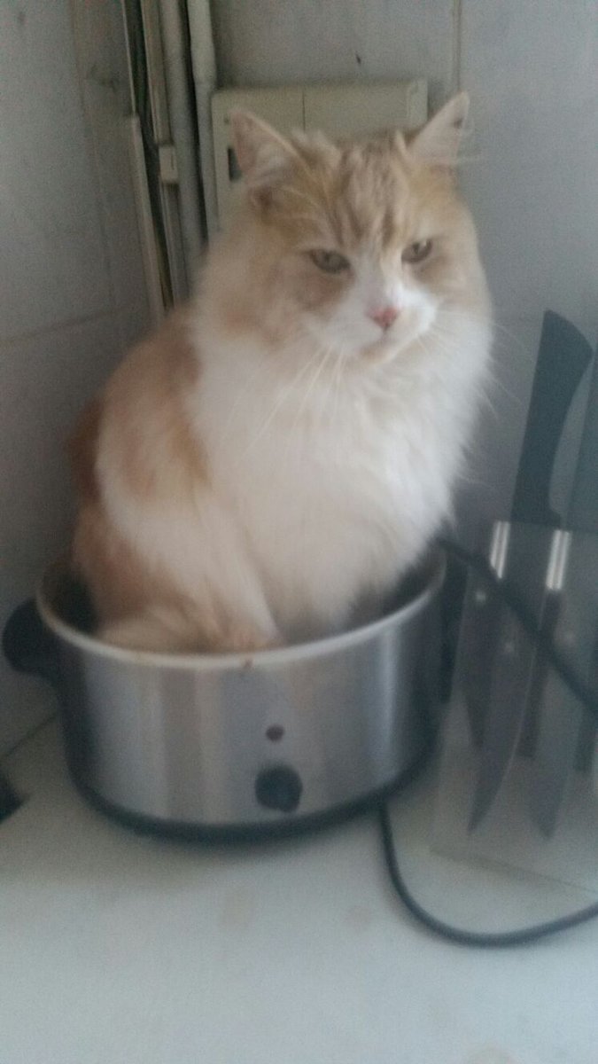 CatFergus's tweet photo. Just another day in the slow cooker! 
#InappropriatePlacesToRest https://t.co/kf8CBtkR9S