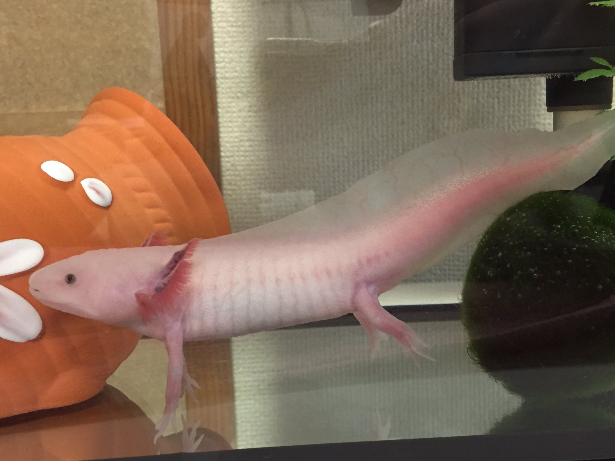 つむり ウパ松 Sur Twitter 至急です さっきネットで レッドレッグ病 の存在を知りました 症状の画像調べて診たら うちのウパ松のように尻尾が赤みがかっています 泣泣 詳しい方がいましたら 教えてください レッドレッグ病でしょうか T Co