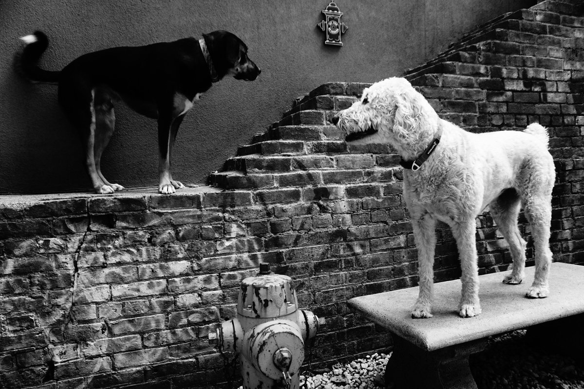 JenSheet's tweet photo. @SohoGrandHotel Loved our stay - especially our dogs.  Thanks! https://t.co/MBqGmUqWsc