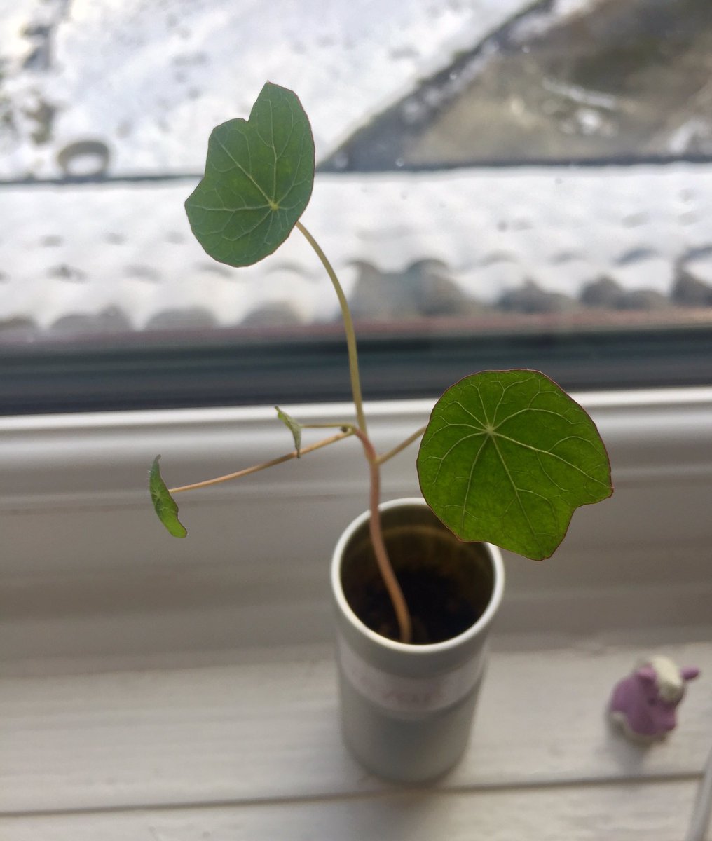 fuchsia_blue's tweet photo. Morning @BanyanFlow 
We have growth!!!
Have no idea what plant it is, but will try to keep it alive...
@AilsaSuttie https://t.co/eArPPia3Nh