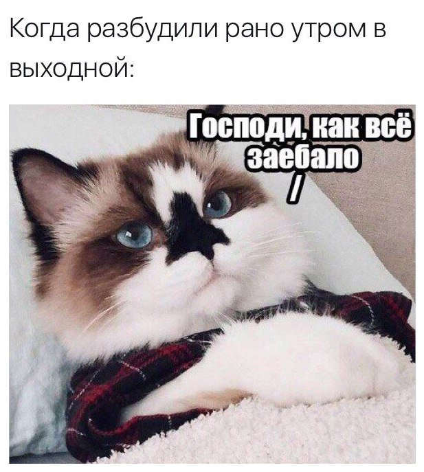 Александра (@a1388101) on Twitter photo 