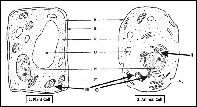 Biology 4 U on Twitter: Biology 4 U on Twitter: