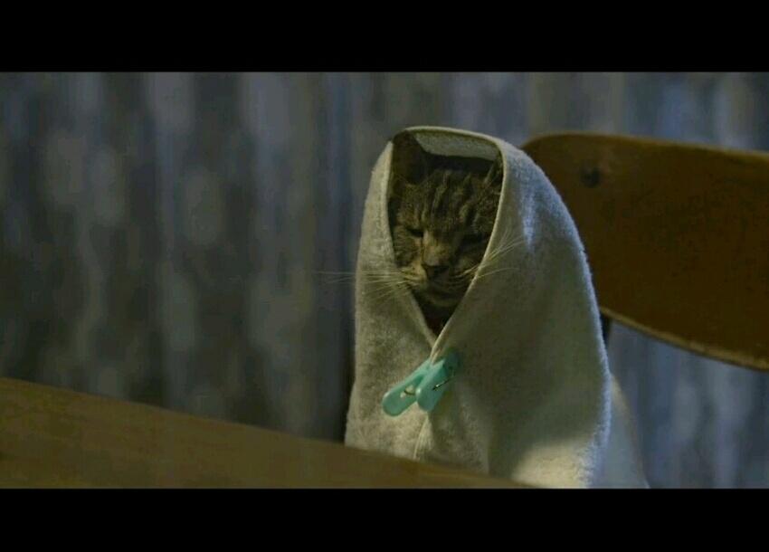 包心菜#假如猫从世界上消失了