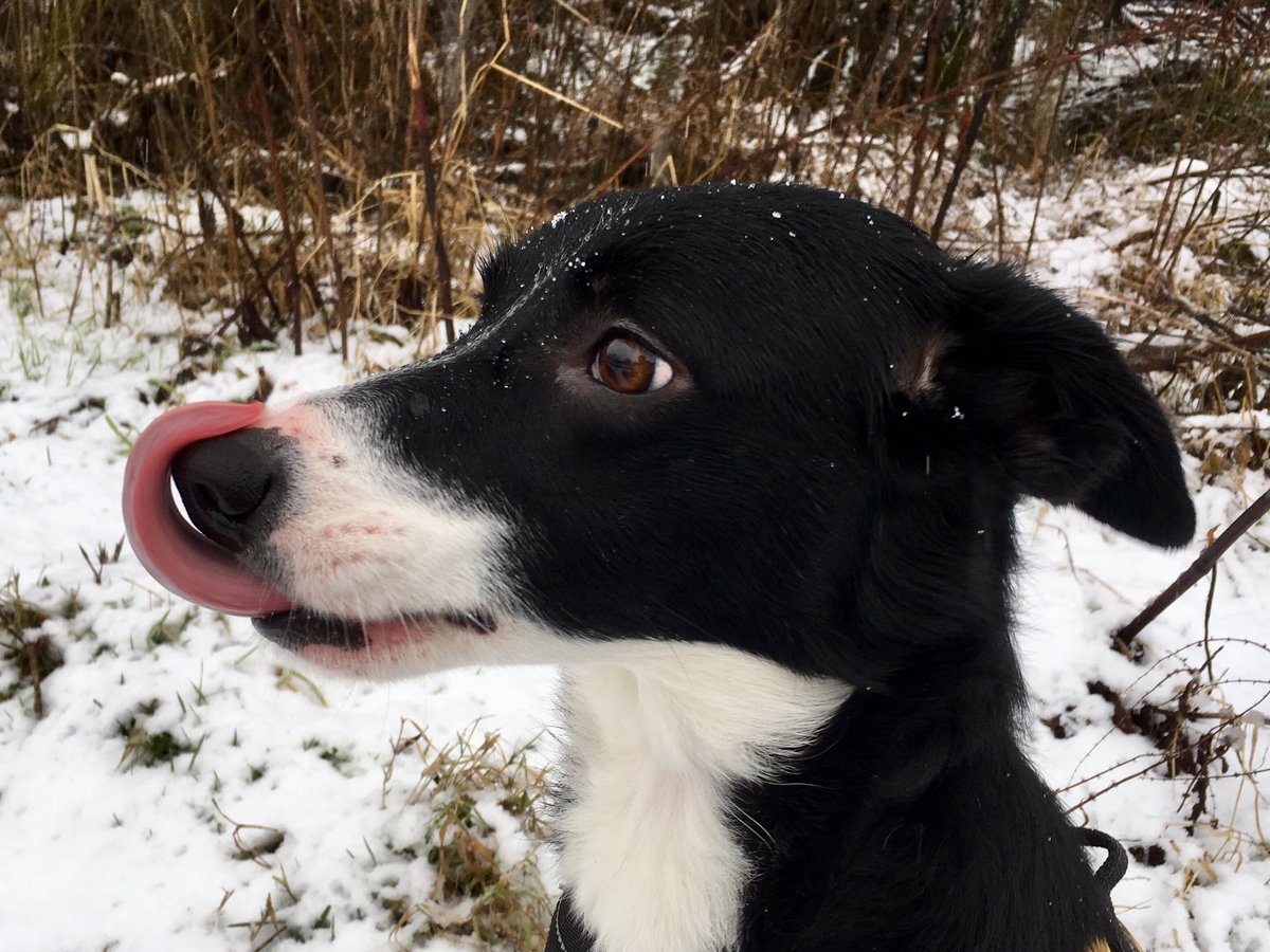TailsCollie's tweet photo. #snow flake lick! 😆🐶❄️ https://t.co/WzUThR8PPv