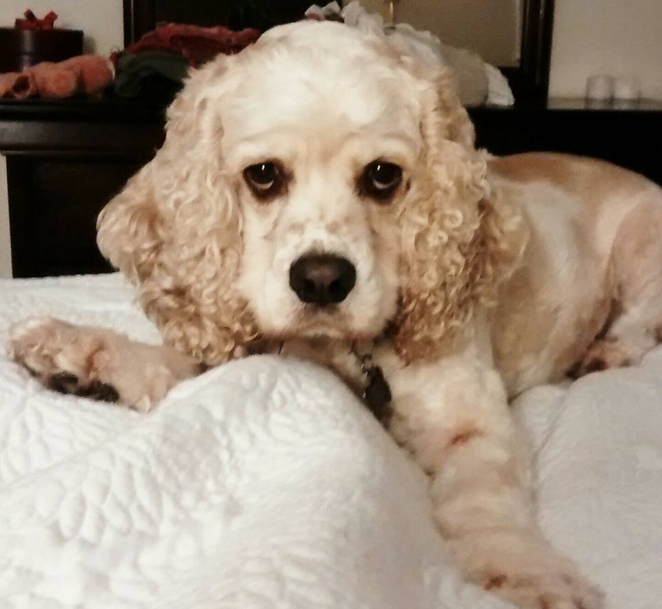 DogPhoriaATL's tweet photo. #SaturdaySpotlight #Sheldon #LoveThatface #PhotoOfTheDay #DogPhoriaATL https://t.co/Ygt4jWhEcZ