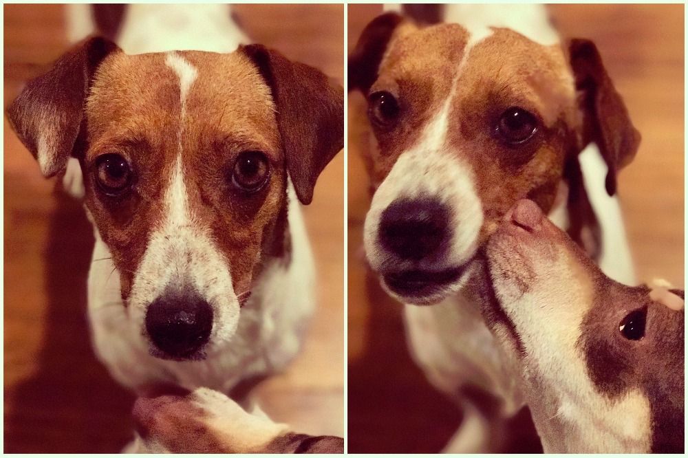 PawsintheCity's tweet image. Scooby Dooby Doo! Our snack lover needs some help! If all our Twitter followers gave less than $1 we&apos;d meet goal! buff.ly/2j2qhgl