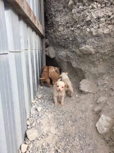 PorPatasGranada's tweet photo. Estos 5 cachorros y su madre están en una cantera. Corren serio peligro de morir atropellados o congelados. Urgente #acogida o #adopcion https://t.co/dgsc7RE1Pg