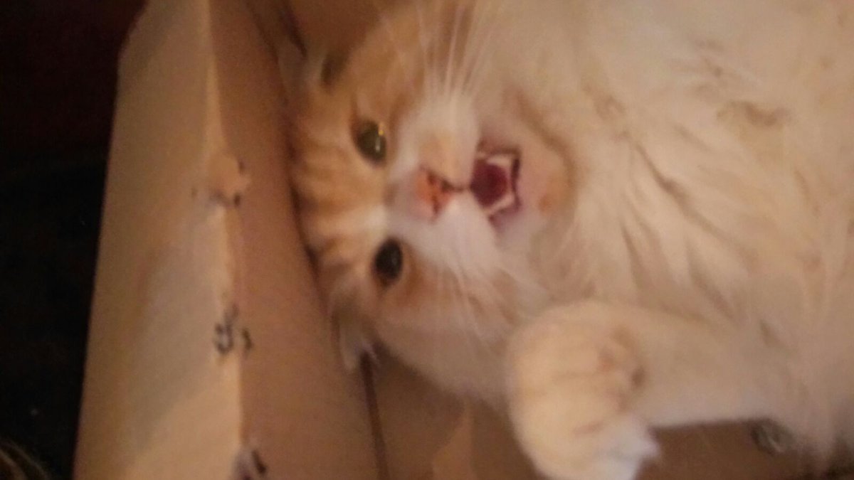 CatFergus's tweet photo. Don't mess with me in this mood! 
#CaturdayNightsAlrightForFighting  
#Caturday https://t.co/iqNCPuSzFp